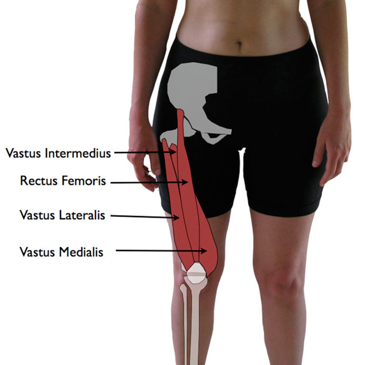 ساختار عضلات چهار سر ران