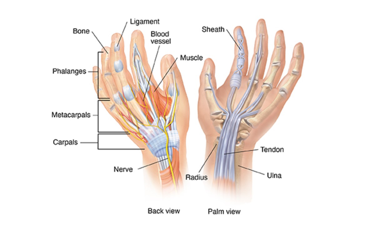 آناتومی انگشت دست