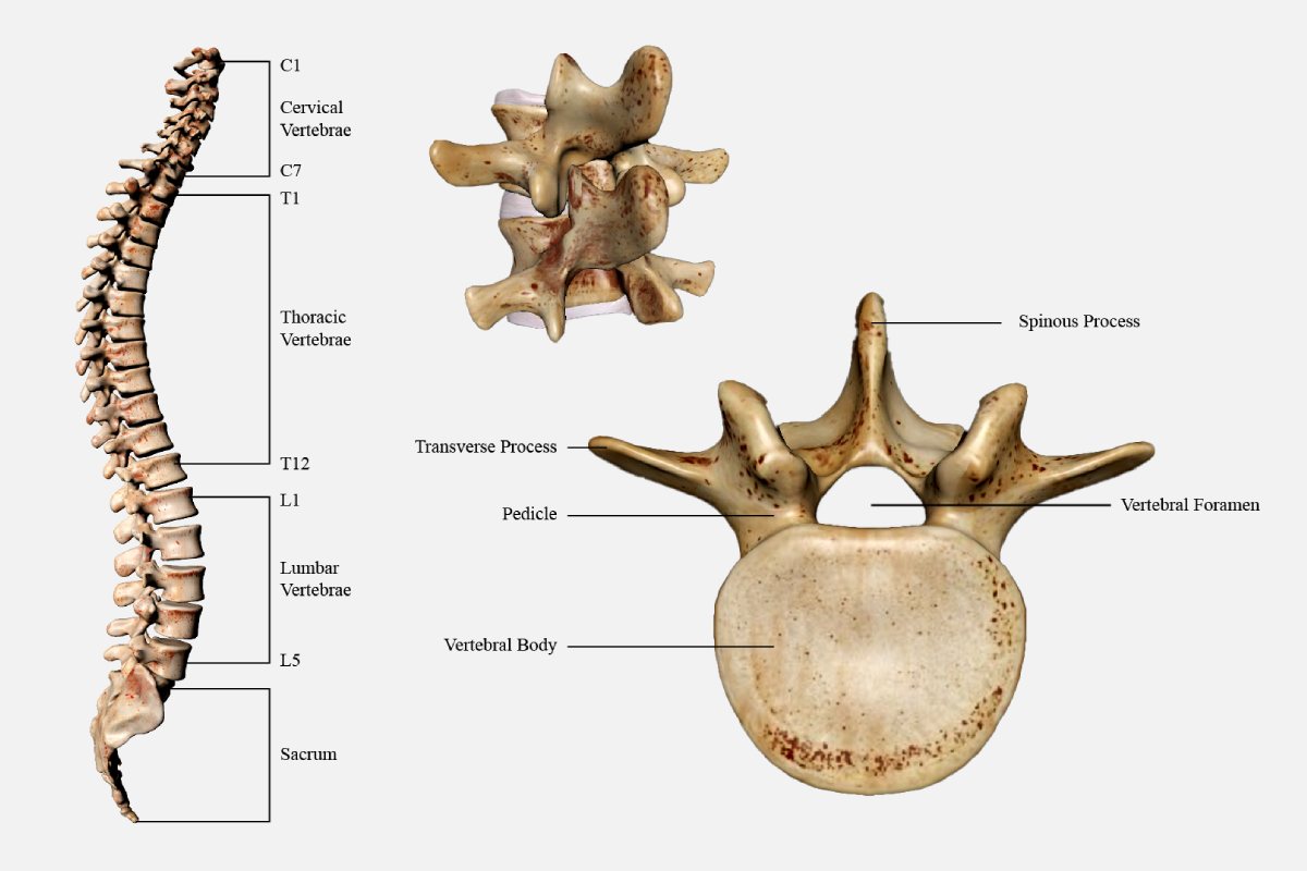 آناتومی مهره های کمر