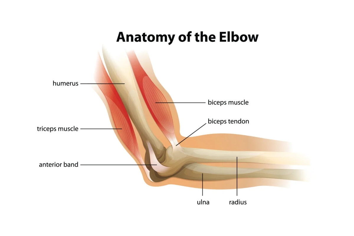 آناتومی آرنج دست
